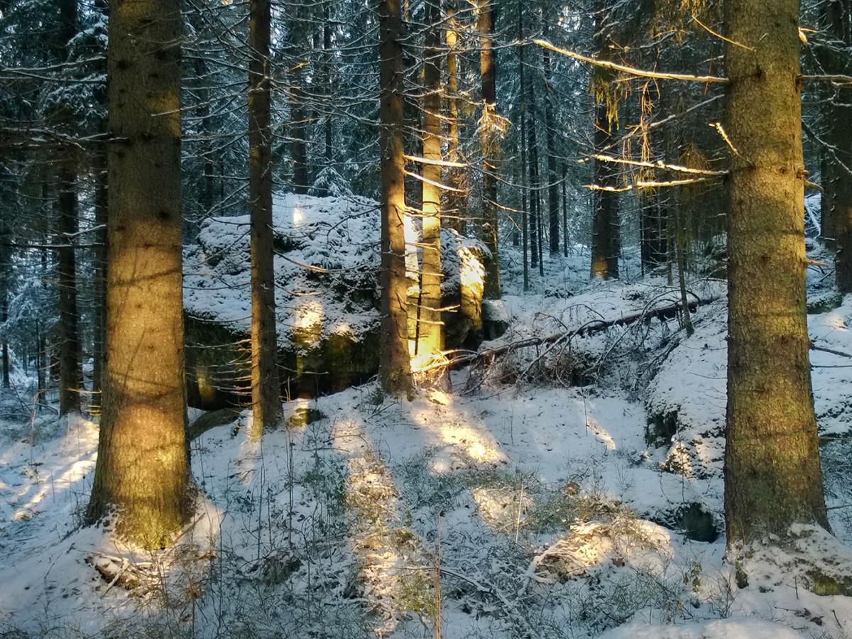 Metsämaisemaa, jossa ohut lumikerros puiden ja kivien päällä.